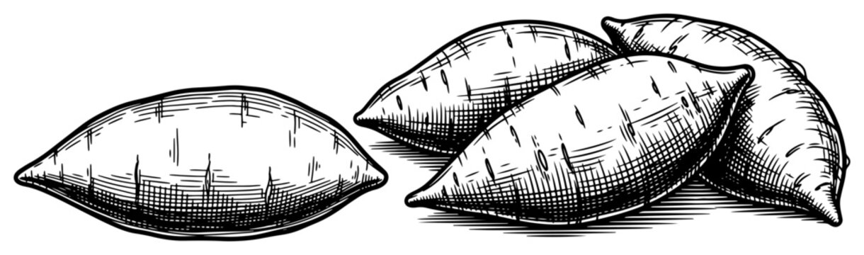 Group of organic sweet potatoes or yams in detailed monochrome sketch style