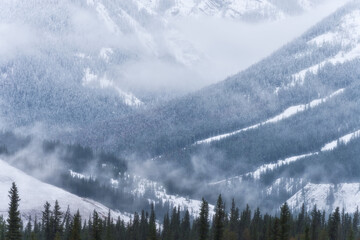 Atmospheric landscape of snow-dusted evergreen forests and misty mountains. Soft natural light, high-resolution, perfect for winter themes and outdoor adventure branding. © marcodenaro