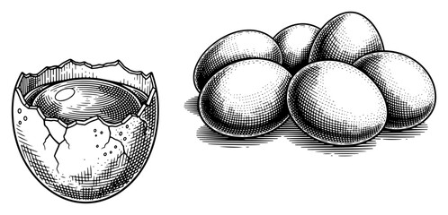 Detailed illustration of a broken egg shell with yolk alongside a group of whole eggs © Amelia