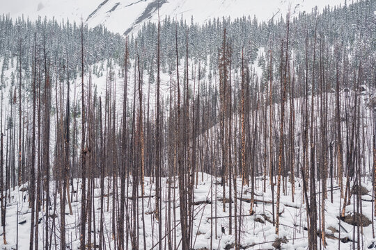 High-res shot of a burnt pine forest in winter. Features charred trunks against deep snow and a green coniferous background. Ideal for environmental and climate-themed editorial content.