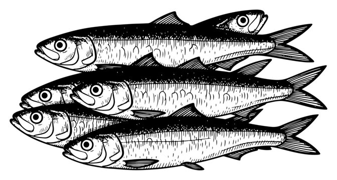 Vintage engraving style illustration of a stack of fresh sardines or anchovies
