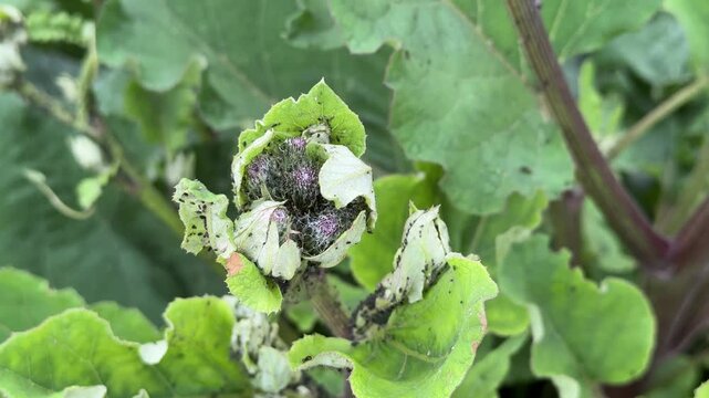 Close-up of a burdock plant called burdock is large with a large number of aphids on the leaves and trunk background in the summer. Plant disease.