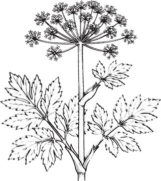 Hand Drawn Common Hogweed Plant - Giant Umbellifer Sketch, Cow Parsnip (Heracleum) Illustration - Vintage Botanical Weed