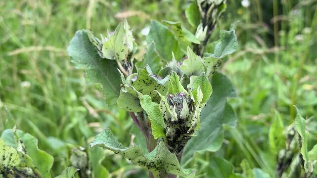 Close-up of a burdock plant called burdock is large with a large number of aphids on the leaves and trunk background in the summer. Plant disease.