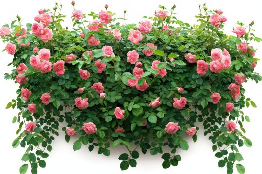 A vibrant display of climbing roses cascade gracefully, their lush foliage and delicate blooms creating a stunning floral tapestry.