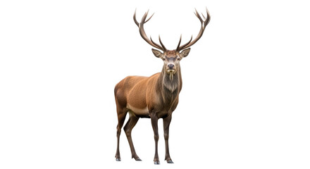 Red deer stag standing isolated on transparent background © Stock World