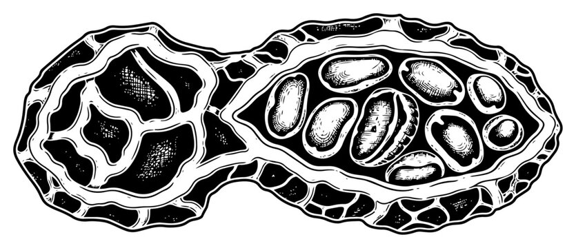 Vintage hand drawn woodcut illustration of a peanut or seed pod split open