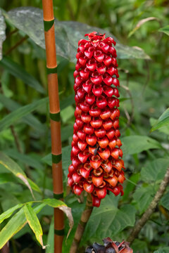 Tropical plant Tapeinochilos ananassae, also known as backscratcher ginger, torch ginger, with exotic vibrant red torch-like flower in green foliage of the tropical rainforest.