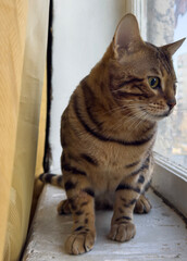 sad cat on the windowsill looks out of the window