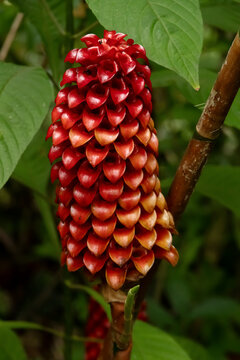 Tropical plant Tapeinochilos ananassae, also known as backscratcher ginger, torch ginger, with exotic vibrant red torch-like flower in green foliage of the tropical rainforest.