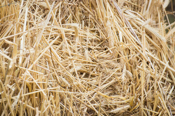 Bales of hay or straw. Background or wallpaper texture © ratmaner