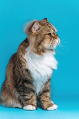 Fluffy persian cat against bright blue background with profile view