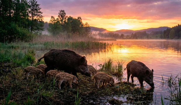 wild boars on the river