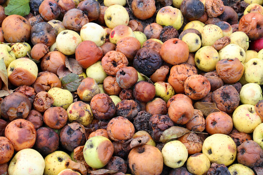 Fruit rot of apples damaged by moniliosis (Monilinia)