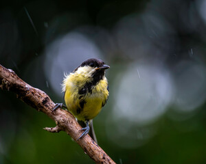 coal tit on a branch © Jesca