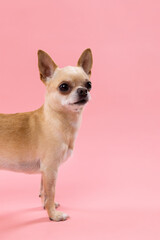Small chihuahua dog standing on pink background in studio. Full body purebred pet portrait, cute companion animal concept.