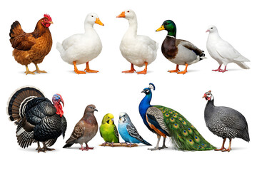 Domestic and farm birds collection including peacock turkey duck chicken and goose on white background