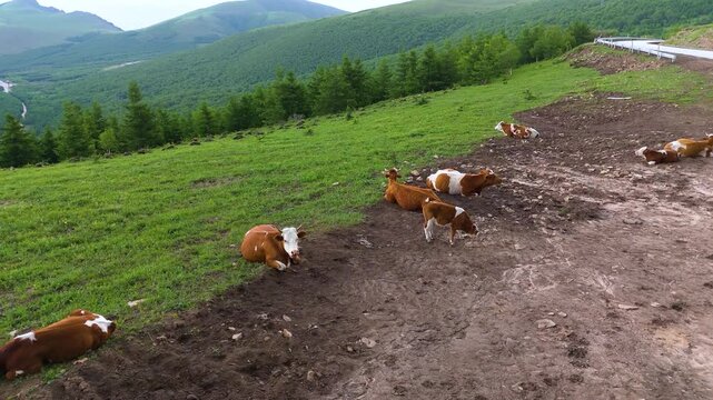 Cattle Herd Resting on Mountain Plateau Grassland