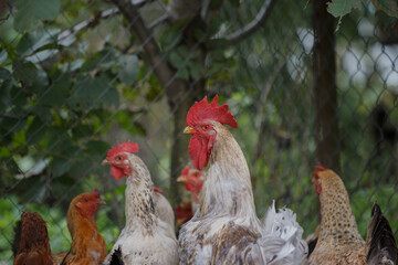 Naklejka premium Rooster and hens standing together on a farm