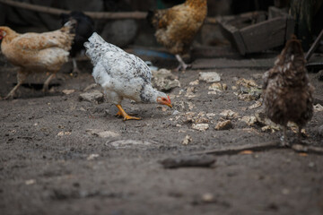 Fototapeta premium Speckled chicken pecking ground, other hens foraging farm