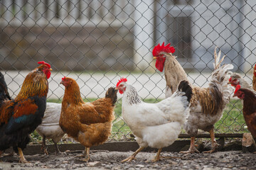 Free range chickens and roosters standing in farm