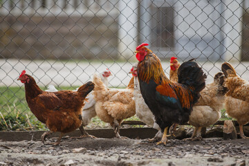 Rooster and chickens in farmyard enclosure