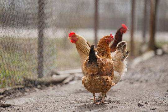 Chickens roaming on a rural poultry farm