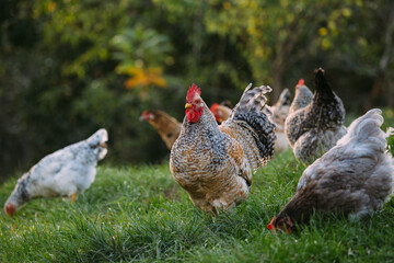 Free-range organic rooster and chickens foraging outdoors © Iryna