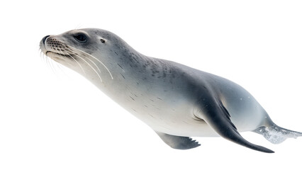 sea lion isolated on white