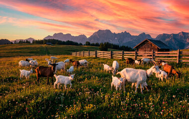 herd of sheep on the meadow