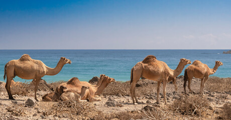 A herd of Arabian camels (Dromedaries) resting on the rugged shores of Fizayah Beach, Oman. A stunning coastal landscape perfect for travel and middle-eastern wildlife themes. © PIOTR