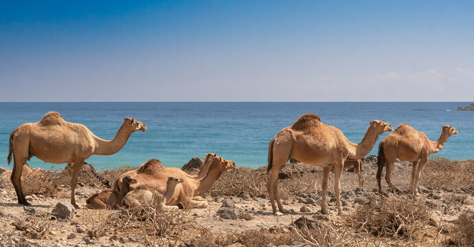 A herd of Arabian camels (Dromedaries) resting on the rugged shores of Fizayah Beach, Oman. A stunning coastal landscape perfect for travel and middle-eastern wildlife themes.