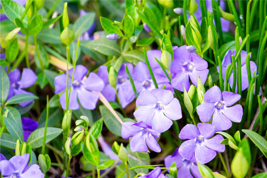 Close up of bright blue lesser periwinkle Vinca minor flowers blooming among green leaves in a spring garden