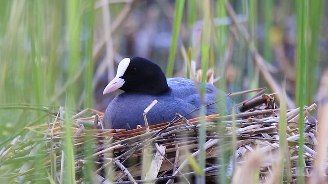 Eurasian coot Fulica atra bird sitting on a nest made of dry reeds in a spring wetland