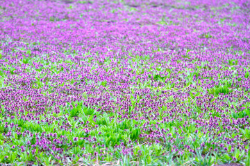 Obraz premium Field covered with blooming purple dead-nettle Lamium purpureum flowers in early spring