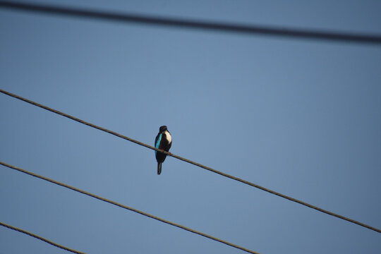 Kingfisher Bird on an electric cable, Kelaniya, Sri Lanka.