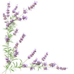 Floral border with purple lavender sprigs in bloom isolated on a transparent background
