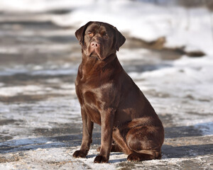 Adorable chocolate labrador retriever dog