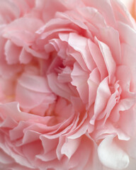 Naklejka premium Abstract floral background with delicate cream rose petals close-up, soft focus. Festive decoration, wedding invitation, beauty design. Concept of beauty and tenderness