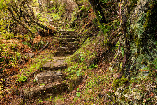 Stone steps at a path section of the "Vereda da Encumeada" hiking trail, a ridgeway connecting Pico Ruivo and the Encumeada mountain pass, surrounded by ancient heath and laurel forest, Madeira