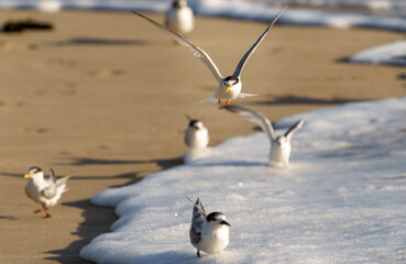 Fototapeta premium Little Tern Sternula albifrons breeding plumage in flight over beach and wave below.