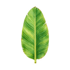 Obraz premium PNG Vibrant tropical leaf illustration.