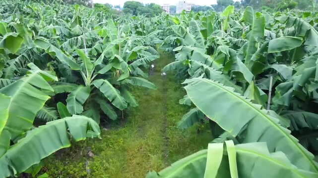 Banana Plantation Aerial View - Agricultural Farm Landscape