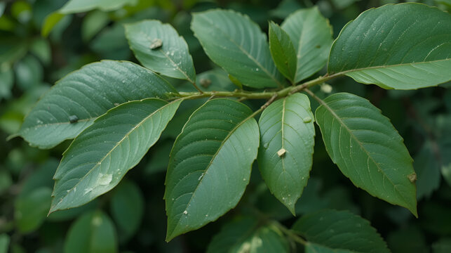 elliptical leaf shapes