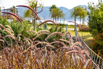 Decorative pennisetum fountain grass blowing in the wind on the Fethiye promenade. Scenic autumn park landscape with ornamental plants under sunlight in Turkey. Mediterranean garden.
