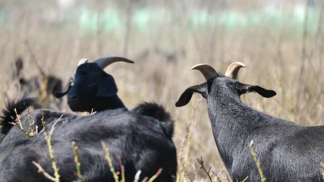 Black Goats Grazing in Pasture