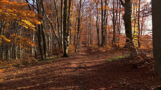 Stunning Aerial Drone Journey Continuing Along Autumn Ridge Path with Golden Light