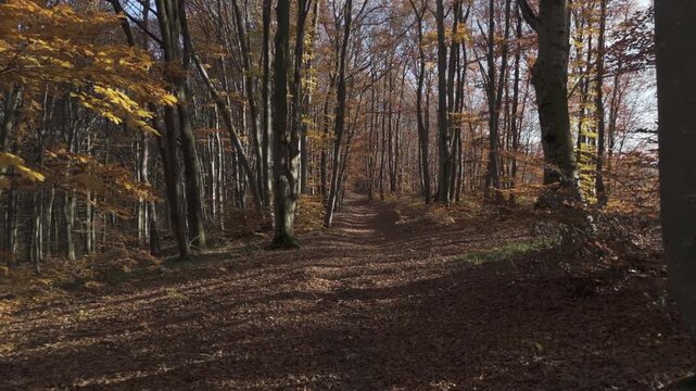 Ungraded LOG Aerial Drone Flight Continuing Along Autumn Forest Ridge Trail