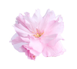Beautiful sakura blossom isolated on white. Japanese cherry