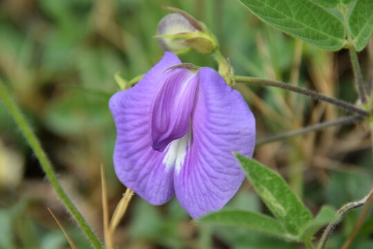 Spurred butterfly-pea flower with green background
